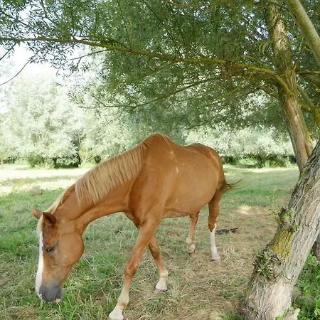 Du Vieux Saule